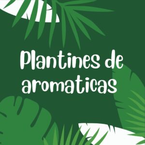 Plantines Aromáticas