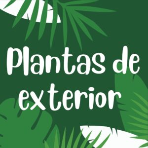 Plantas Exterior